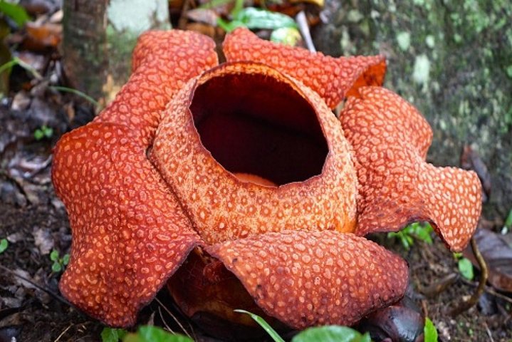Rafflesia Trekking